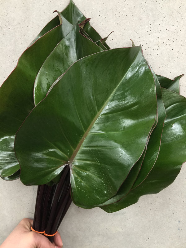 Tropical Foliage Cut Foliage - PHILODENDRON GREEN CHANGO - 5 STEM BUNCHES