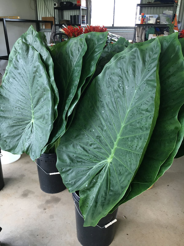 Local Foliage & Miscellaneous Sundries - GIANT PHILODENDRON