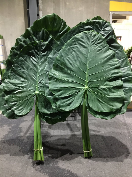 Local Foliage & Miscellaneous Sundries - GIANT PHILODENDRON