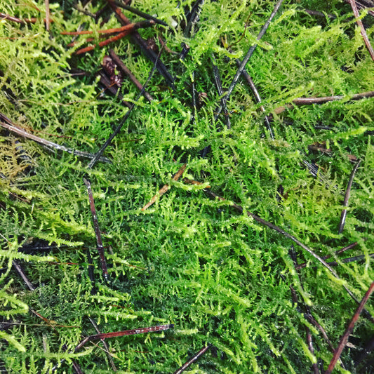Local Foliage & Miscellaneous Sundries - GREEN MOSS