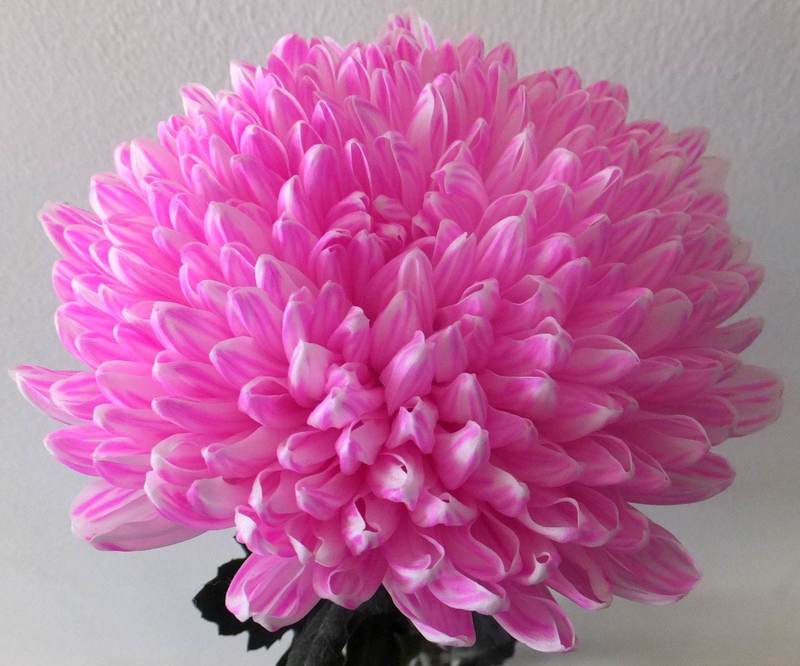 Chrysanthemums Jimba - White Dyed Hot Pink
