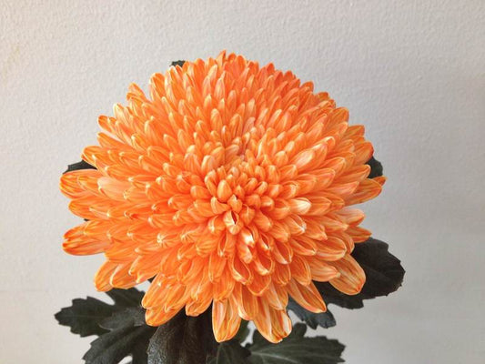 Chrysanthemums Jimba - White Dyed Orange