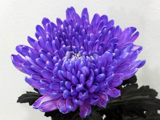 Chrysanthemums Jimba - White Dyed Purple