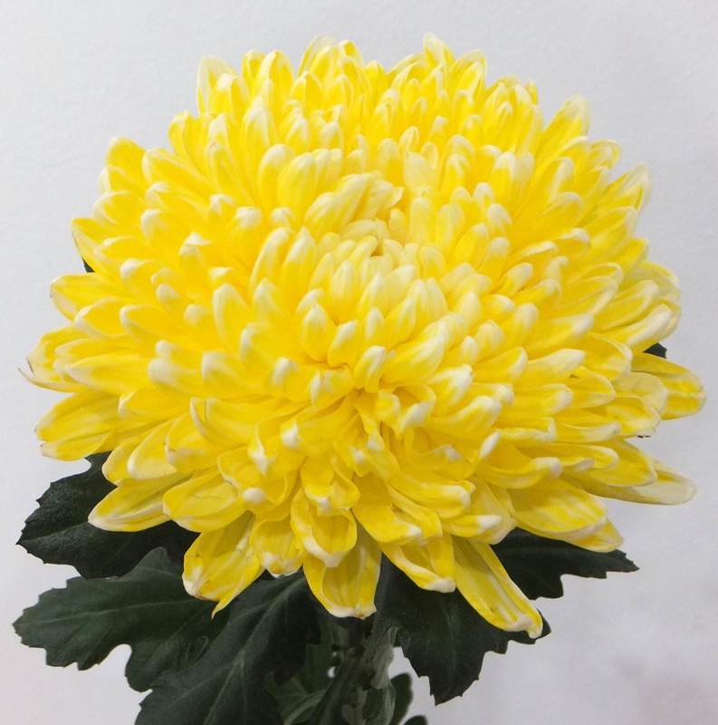 Chrysanthemums Jimba - White Dyed Yellow