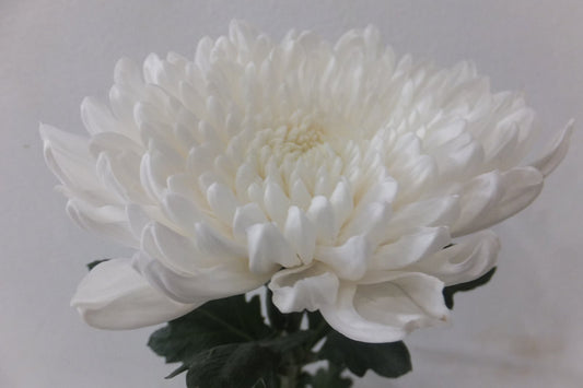 Chrysanthemums Jimba - White Natural