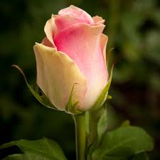Kenyan Flowers Standard Roses - BELLA ROSE