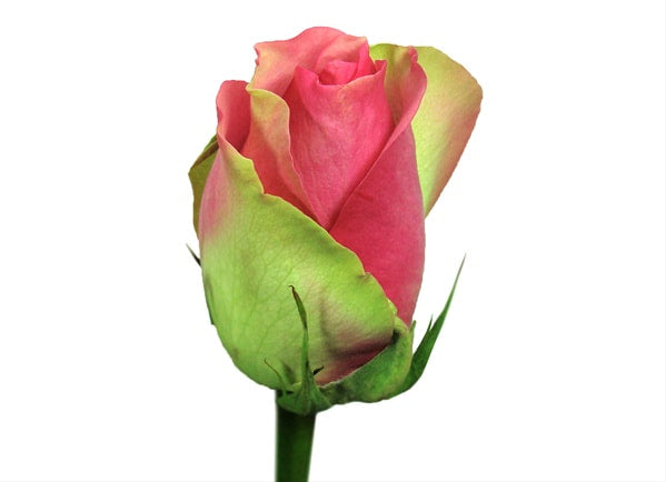 Kenyan Flowers Standard Roses - BELLA VUE