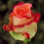 Kenyan Flowers Standard Roses - DUETT