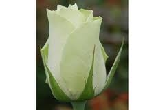 Kenyan Flowers Standard Roses - WEDDING BELLE