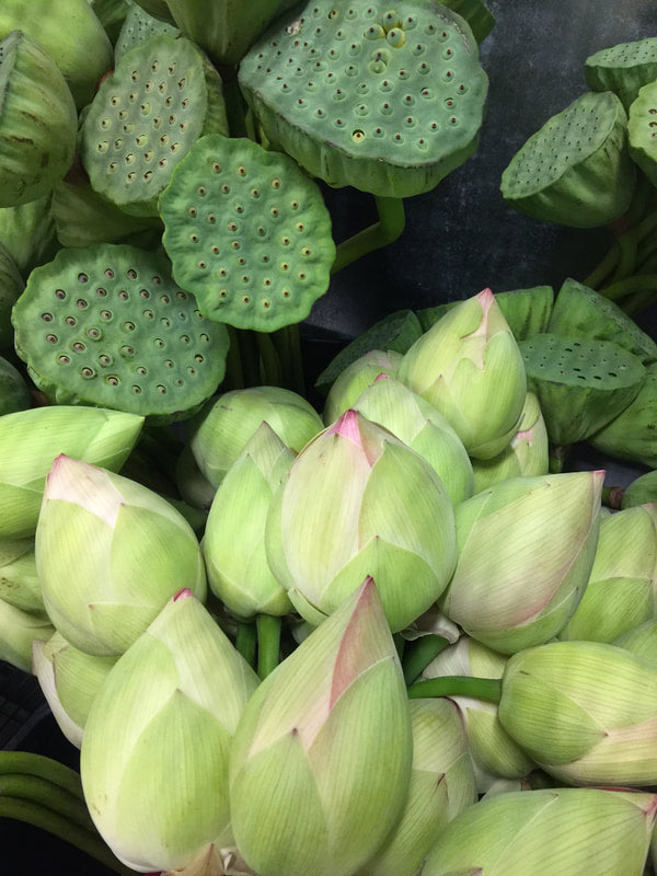 Tropical Flowers & Unique Blooms - LOTUS PODS AND LOTUS FLOWERS