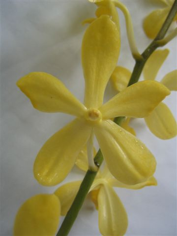 Singapore Orchids Mokara Orchids - Bangkok Gold
