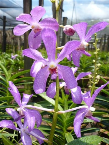 Singapore Orchids Mokara Orchids - Blue Rain