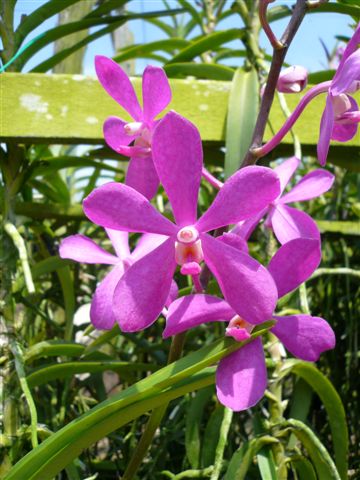 Singapore Orchids Mokara Orchids - Calypso Jumbo