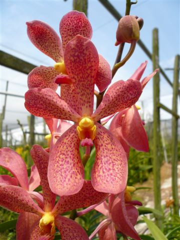 Singapore Orchids Mokara Orchids - Char Kwan Orange