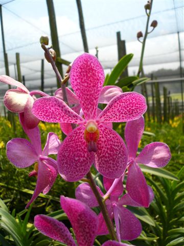 Singapore Orchids Mokara Orchids - Char Kwan Red