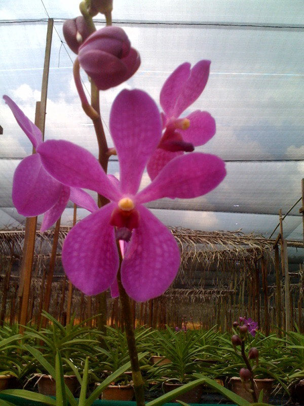 Singapore Orchids Mokara Orchids - Chitti Purple