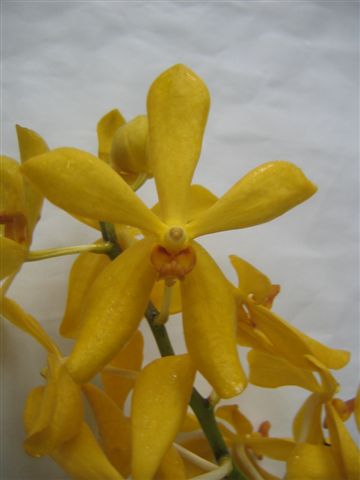 Singapore Orchids Mokara Orchids - Chitti Yellow