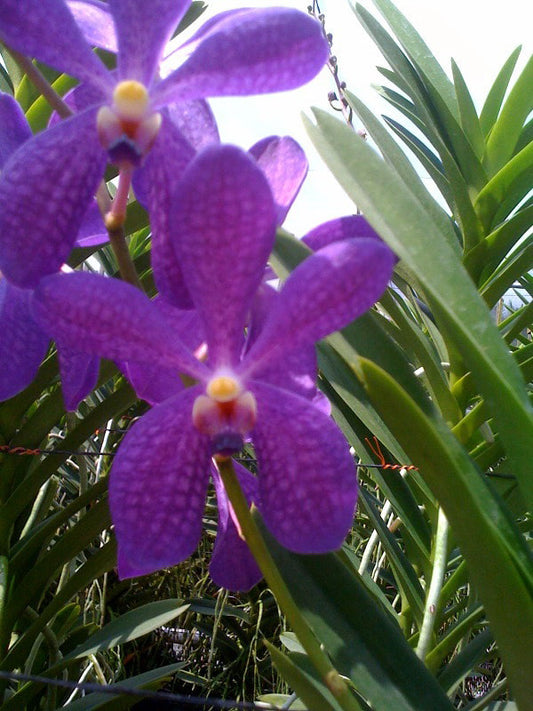 Singapore Orchids Mokara Orchids - CP Blue