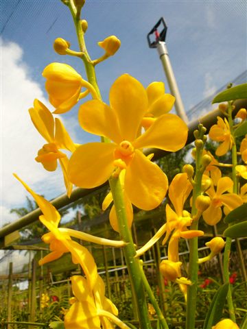 Singapore Orchids Mokara Orchids - CP Gold