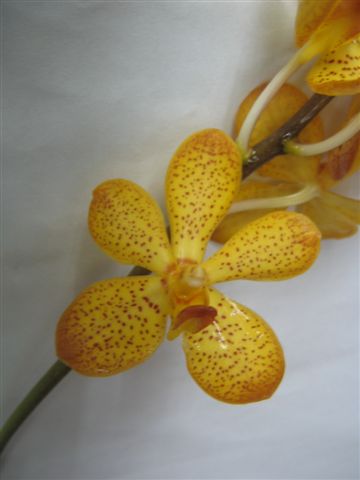 Singapore Orchids Mokara Orchids - Eastern Vigor