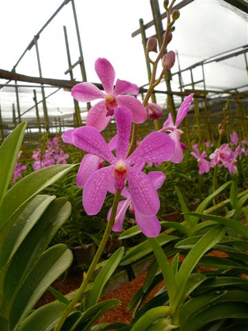 Singapore Orchids Mokara Orchids - Happy Beauty