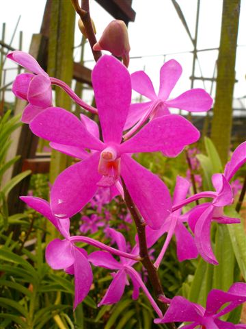 Singapore Orchids Mokara Orchids - Hot Pink