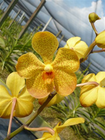 Singapore Orchids Mokara Orchids - Khaw Peck Suan