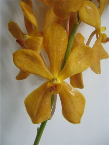 Singapore Orchids Mokara Orchids - Mokara New Orange