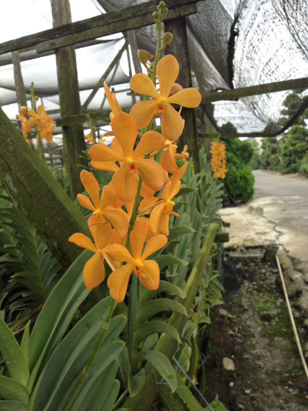 Singapore Orchids Mokara Orchids - Mokara Orange