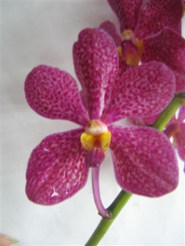 Singapore Orchids Mokara Orchids - Mokara Strawberry