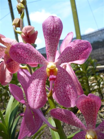 Singapore Orchids Mokara Orchids - N/A (1)