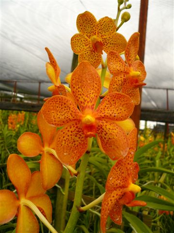 Singapore Orchids Mokara Orchids - N/A (4)