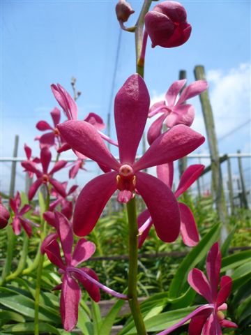 Singapore Orchids Mokara Orchids - NEW RED