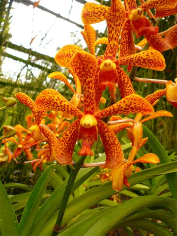 Singapore Orchids Mokara Orchids - PANNY GOLD