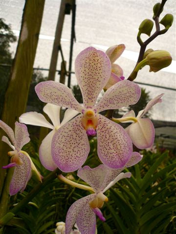 Singapore Orchids Mokara Orchids - WALTER OUMEI