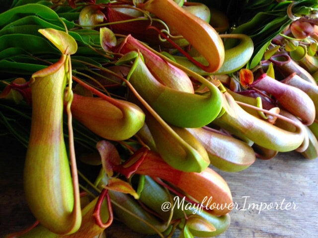 Tropical Flowers & Unique Blooms - NEPENTHERS PITCHER PLANTS