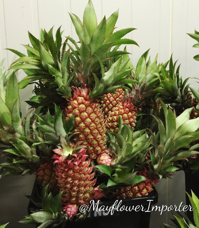 Tropical Flowers & Unique Blooms- PINK PINEAPPLES