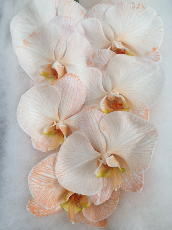 Phalaenopsis Orchids Cut Stems - Dyed Varieties Dyed Apricot Y5