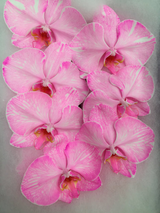 Phalaenopsis Orchids Cut Stems - Dyed Varieties Dyed Pink