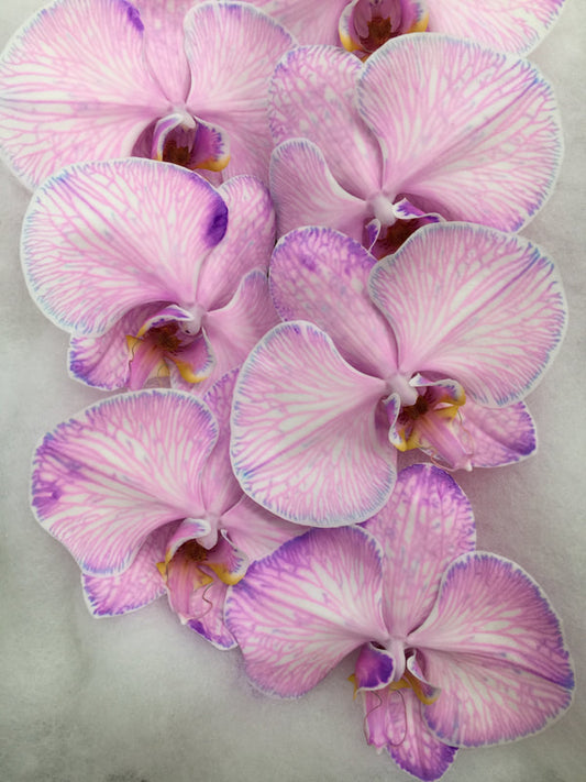 Phalaenopsis Orchids Cut Stems - Dyed Varieties Dyed Purple