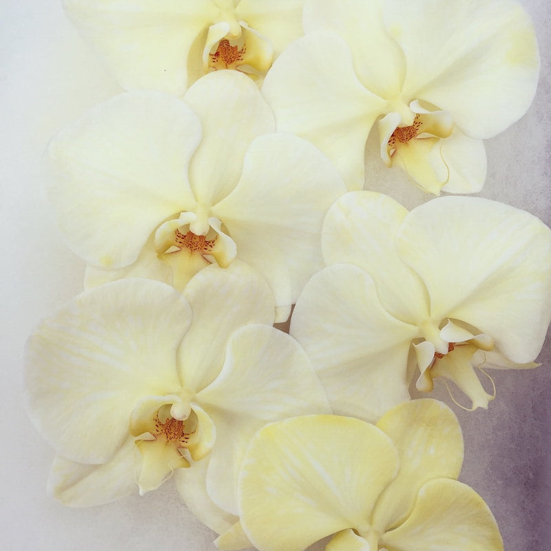 Phalaenopsis Orchids Cut Stems - Dyed Varieties Dyed Yellow