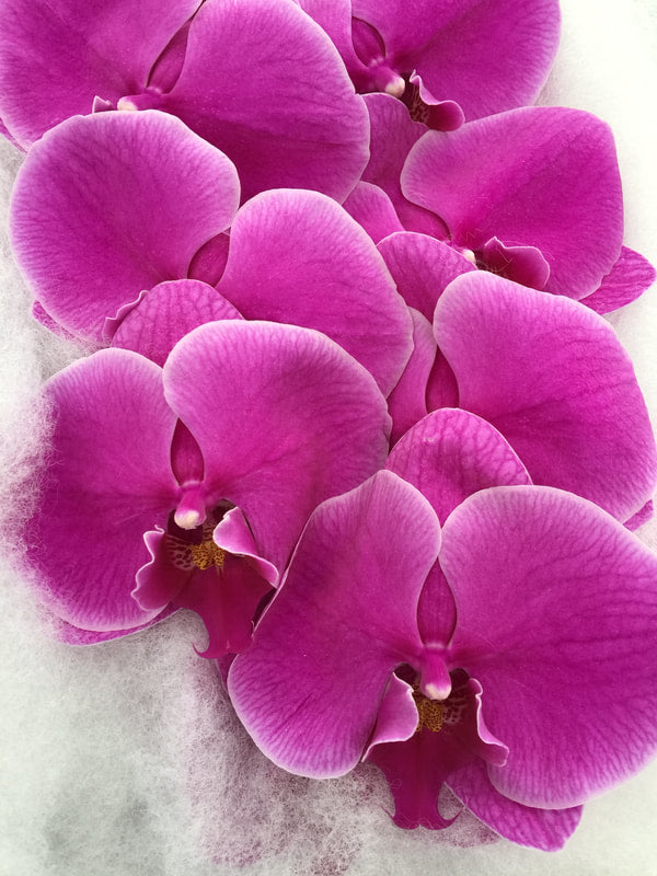 Phalaenopsis Orchids Cut Stems - Natural Varieties Hot Pink/ Fuschia