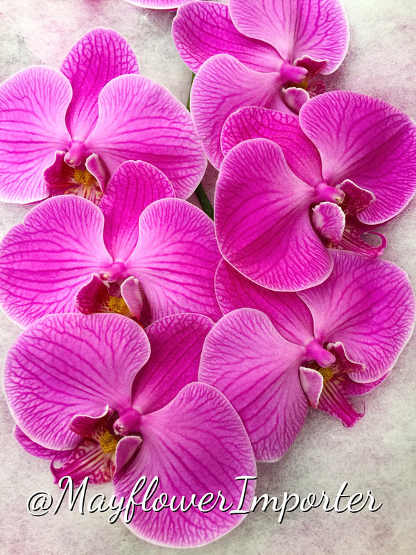 Phalaenopsis Orchids Cut Stems - Natural Varieties NA (3)