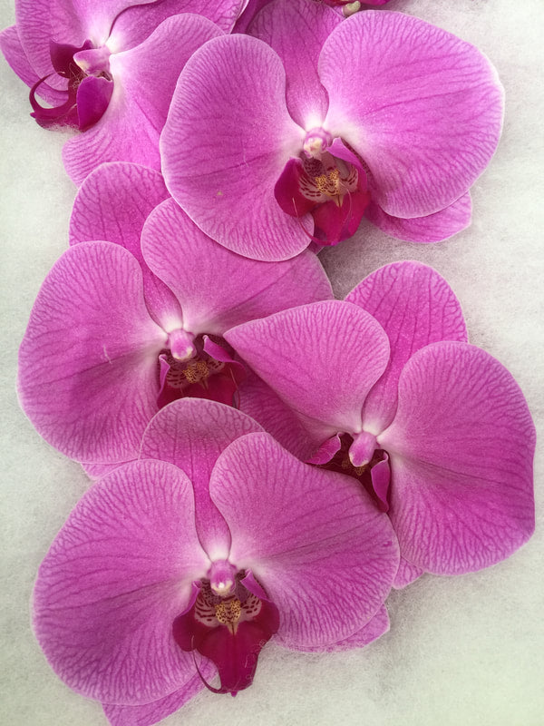 Phalaenopsis Orchids Cut Stems - Natural Varieties N/A (9)