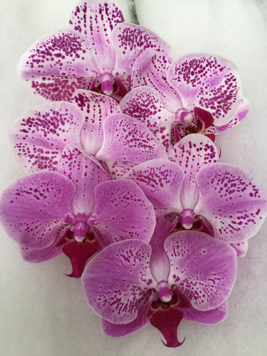 Phalaenopsis Orchids Cut Stems - Natural Varieties N/A (10)