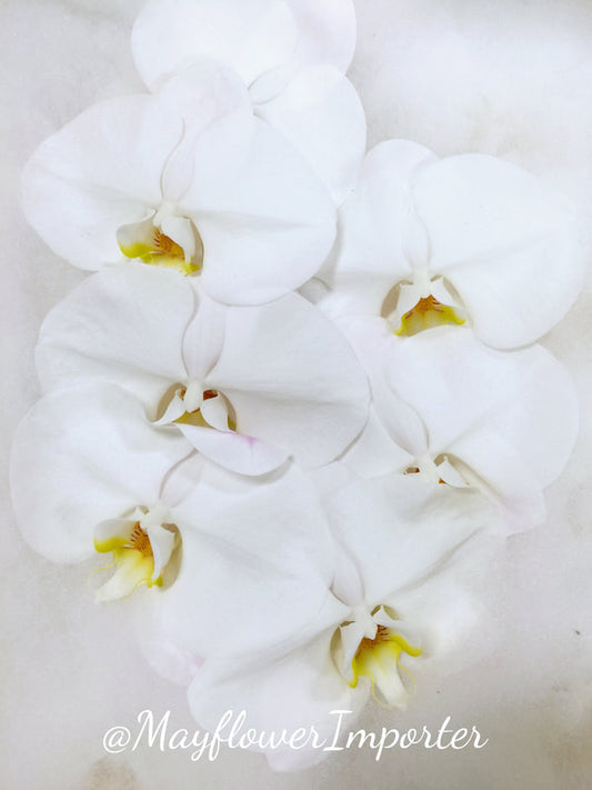 Phalaenopsis Orchids Cut Stems - Natural Varieties N/A (11)