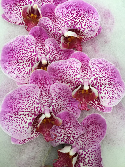 Phalaenopsis Orchids Cut Stems - Natural Varieties N/A (12)
