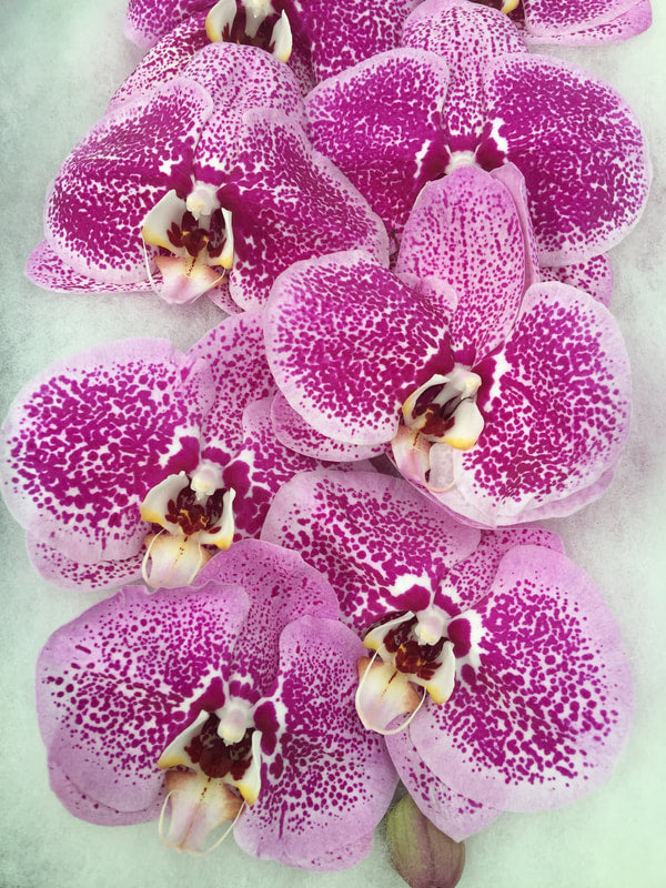 Phalaenopsis Orchids Cut Stems - Natural Varieties N/A (13)
