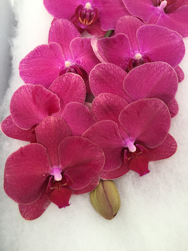 Phalaenopsis Orchids Cut Stems - Natural Varieties N/A (14)