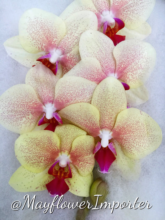 Phalaenopsis Orchids Cut Stems - Natural Varieties N/A (15)